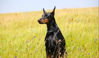 杜宾犬介绍 杜宾犬介绍资料