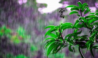 谷雨节气的说说（谷雨节气的说说怎么写）