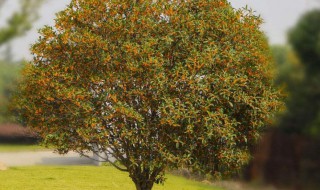 怎么养桂花树 怎么养桂花树能多开花