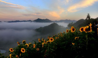 向日葵花语唯美句子（向日葵花语短句）