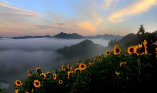 向日葵花的寓意 向日葵花的寓意是什么意思和花语