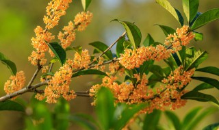 桂花浇水方法 桂花浇水方法和技巧