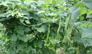 芸豆种植时间和方法 大白芸豆种植时间和方法