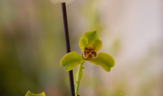 四季兰花怎么养才能长期开花（四季兰花怎么养才能长期开花紫色）