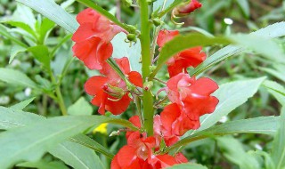 凤仙花雄蕊和雌蕊的特点（凤仙花雄蕊和雌蕊的特点是什么）