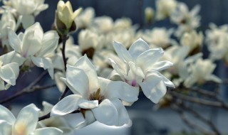 不同颜色玉兰花的花语（玉兰花不同颜色的寓意）