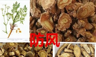 防风的作用与功效 白术加防风的作用与功效