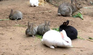 家里怎么养兔子 家里怎么养兔子干净
