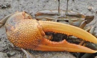 螃蟹的钳子叫什么 螃蟹的钳子叫什么拼音