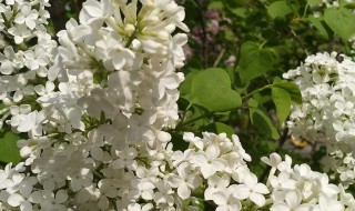 白丁香花的寓意（白丁香花的寓意和花语）