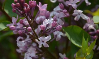 紫丁香花语和寓意（紫丁香的花语是啥）