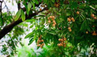 龙眼树上的寄生茶有什么功效与作用 龙眼树上的寄生茶有什么功效与作用呢