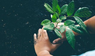 盘点完全不需要阳光的植物 完全不需要阳光的植物有哪些