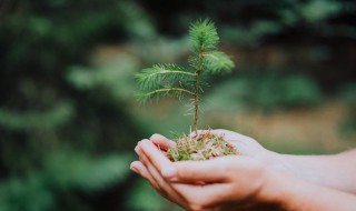 一年级植树节手抄报（一年级植树节手抄报内容大全 简单）