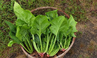 胡萝卜和菠菜能一起吃吗（金针菇,胡萝卜和菠菜能一起吃吗）