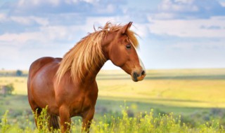 马的平均寿命（马的平均寿命是几年）