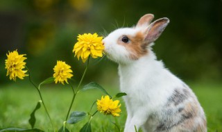 如何教会兔子使用兔砂（兔子用什么砂）