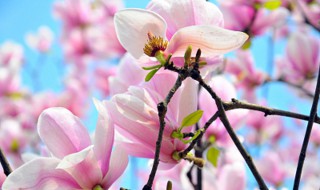 玉兰花什么季节开花（玉兰花开在什么季节）