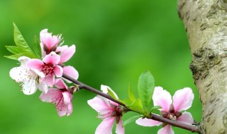 桃花在什么季节开放（桃花在什么季节开放具体时间）