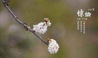 惊蛰适合种什么农作物（惊蛰节气能种什么）