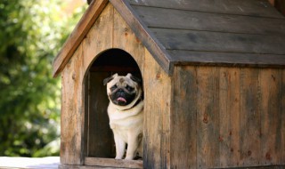 如何给幼犬断奶（幼犬断奶后怎么喂养）