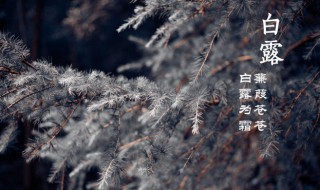 白露时节吃什么 白露时节吃什么好