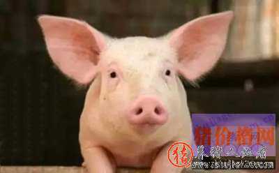 行情转好存栏仍在降 预计春节猪价16元/公斤