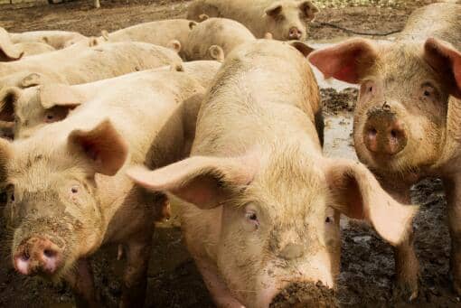 台湾现非洲猪瘟肉制品！具体流向哪些地区？怎样辨别非洲猪瘟？