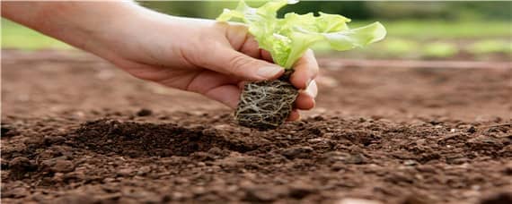 土壤改良的方法有哪些