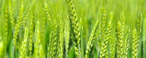 小麦玉米适合什么土壤壤土还是沙质土
