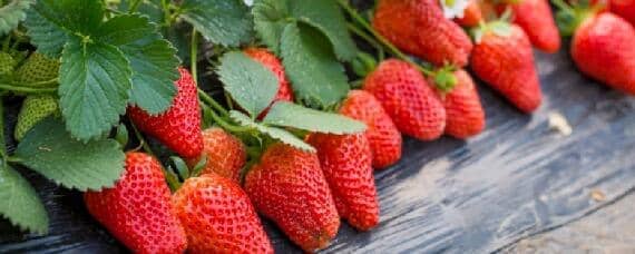 草莓适合什么土壤环境