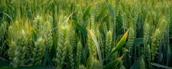 小麦适合什么土壤中生长