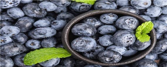 莱克西蓝莓产量如何（莱克西蓝莓适合南方吗）