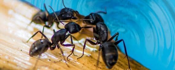 蚂蚁的生活特性 蚂蚁的特征和生活环境