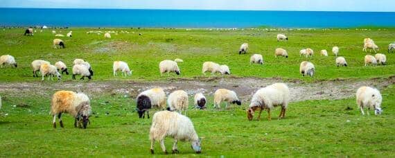 羊的生活特性 羊的生活特征