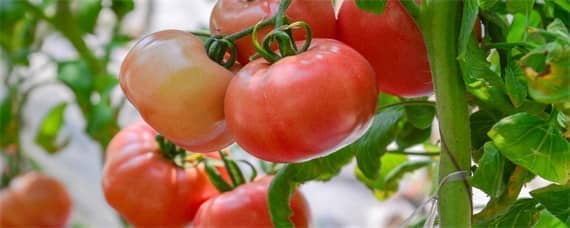 西红柿开花了怎么授粉 西红柿开花后怎么授粉