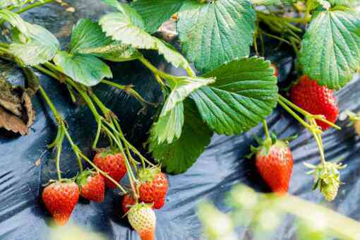 草莓需要补钙吗 草莓需要补钙吗?