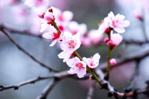 桃花的花期通常在几月 桃花几月开花?花期多长?