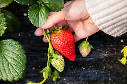 草莓栽培技术
