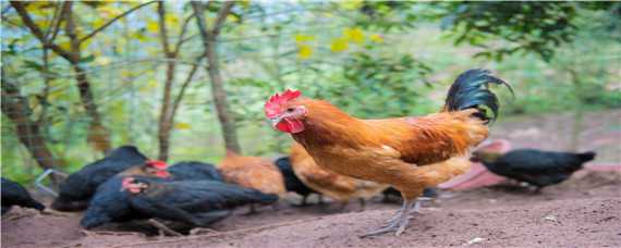 春季鸡病的防治（鸡病防治技术百科）