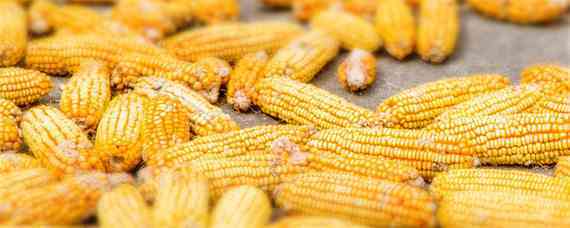 强盛399玉米品种介绍 强盛199玉米