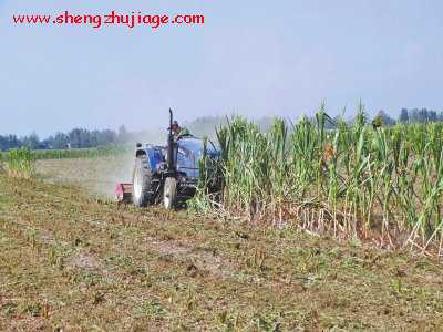 河南重旱区农民铲除绝收玉米 养地待种小麦