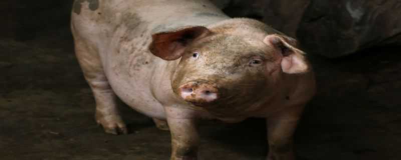 非洲猪瘟早期症状 非洲猪瘟早期症状图