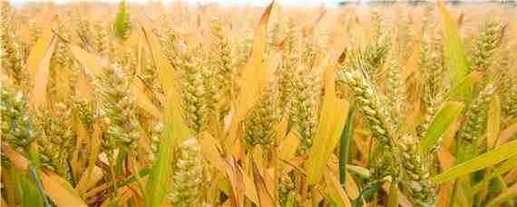 徐麦29小麦品种介绍 徐麦系列小麦新品种