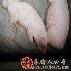 猪恶性水肿病