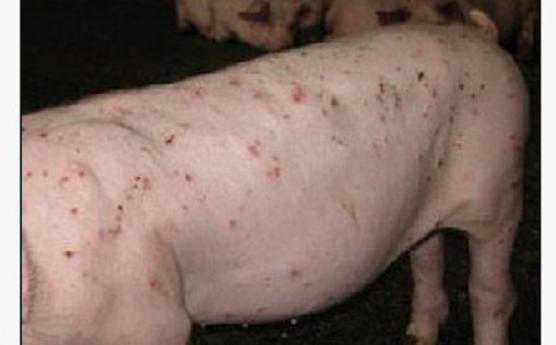猪皮炎肾病综合征诊断 猪皮肾炎综合症怎么治疗