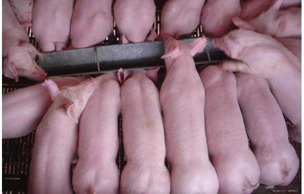 通过猪群观察可早控制猪疾病 养猪与猪病防治试题库