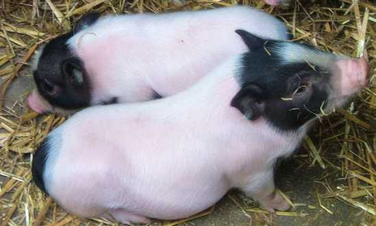 湖南石门“巴马香猪”实施放养模式 香猪养殖技术 巴马香猪养殖