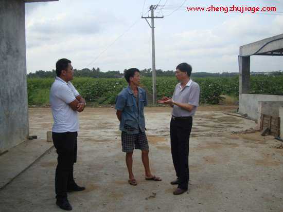 海南省：急群众之所急，切实搞好生猪生产