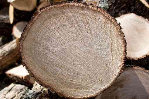 橡树是制作家具的上好木材吗 做家具的橡木是什么树